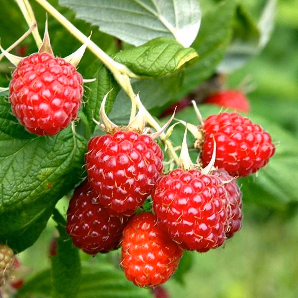 76d91b7d9496653b785e14008a62402b