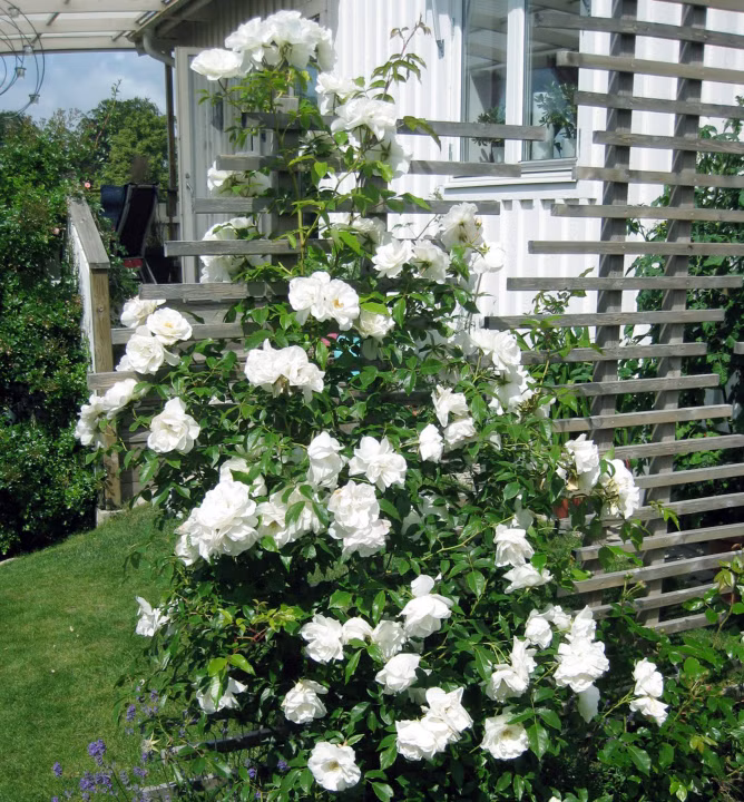 76ed90818261d01a59b9f365b58ce7d3