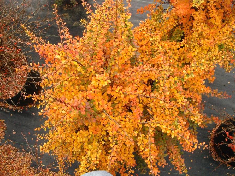 773a5e07f2fbd13bee90db202a27cde3