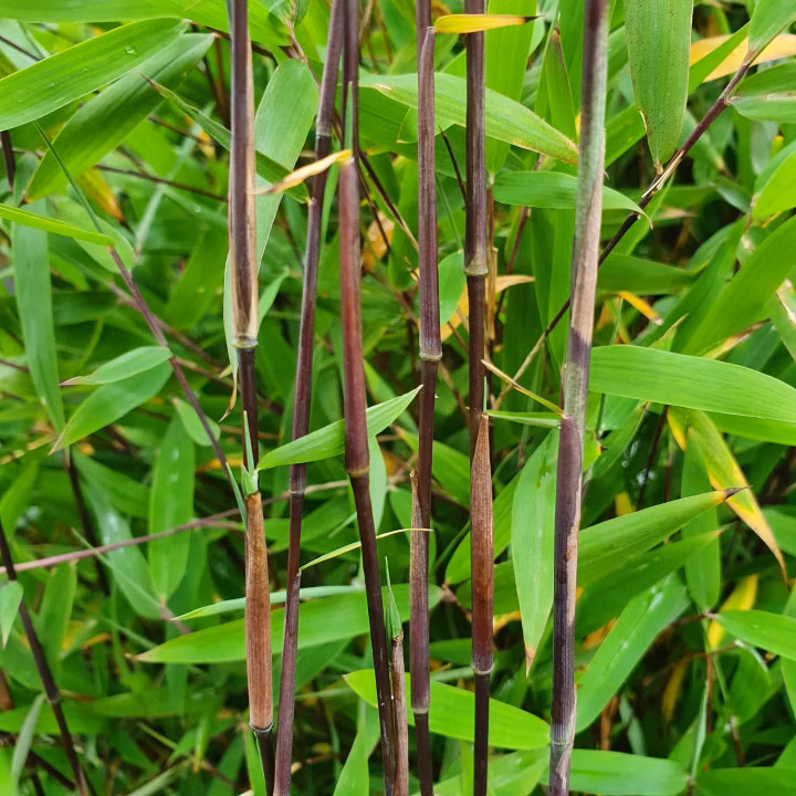 77a4a6f7b24b4d030066747d3c912287