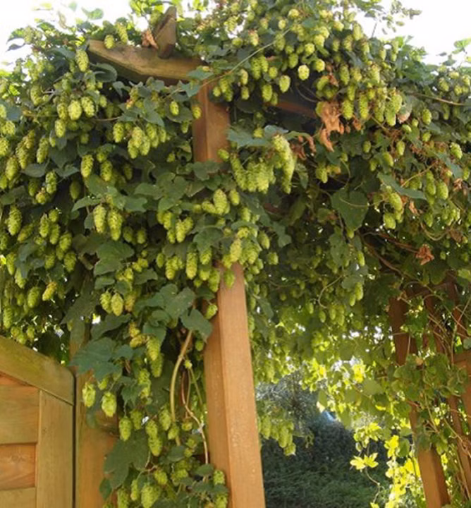 77abc16797ec64f84e4155313c5dffce