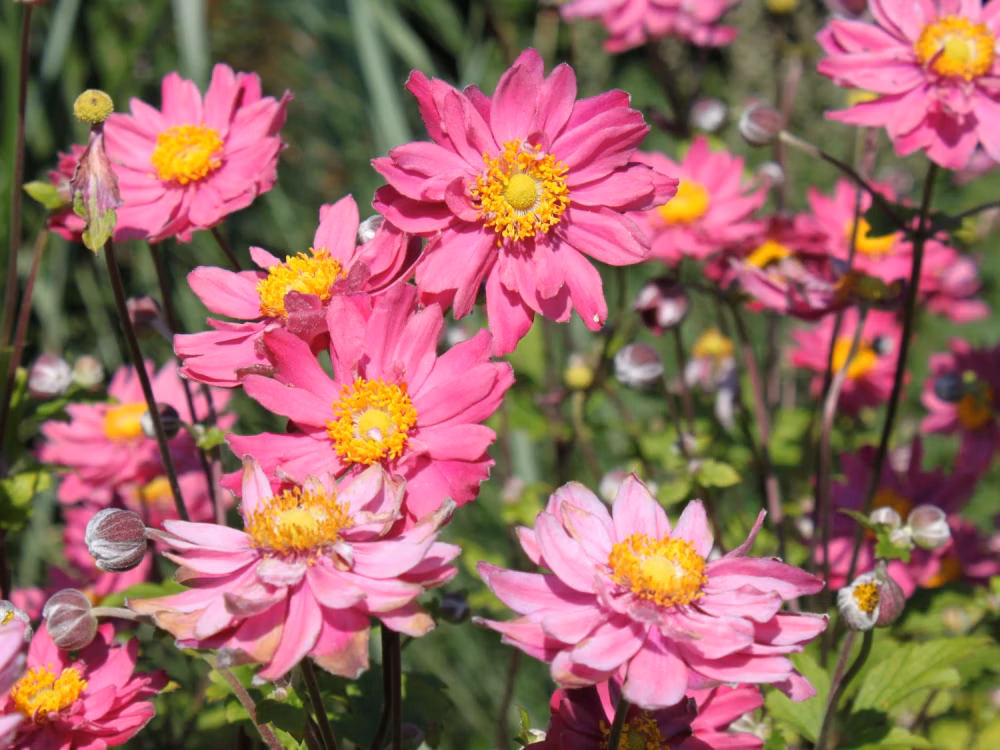 77d021bcf761e7a7057b454414a2a008