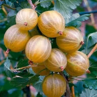 7800624252c579aa44cac5b97ce7de6d