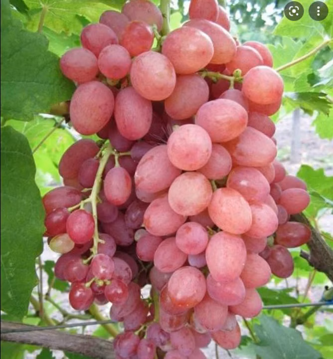 784cd36f6ec6c89f45635976fede3eb2