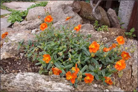 786e56b56c7ff15e322fca66ef76dcd7