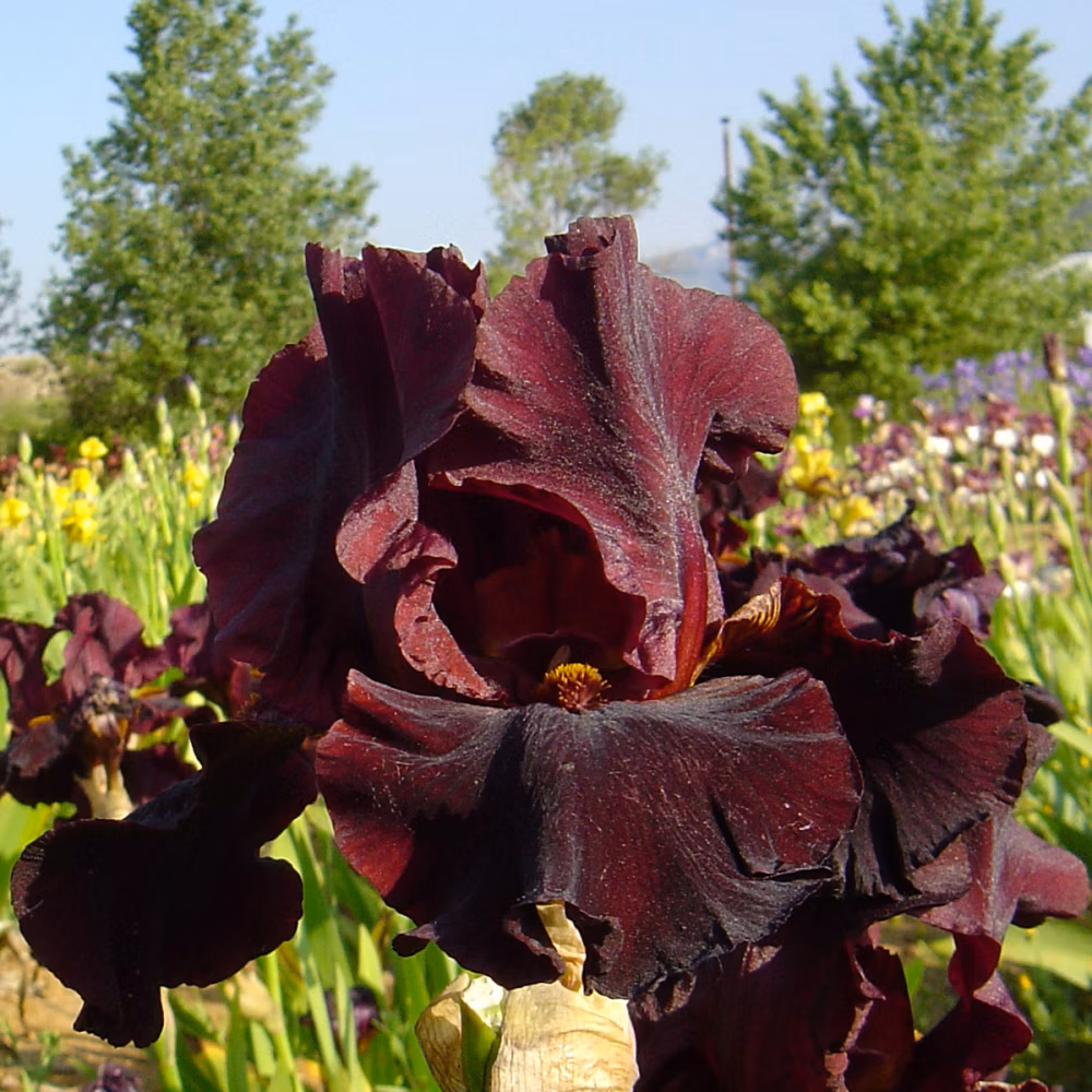 788585b11591e4cde11d8c40c6e2775d