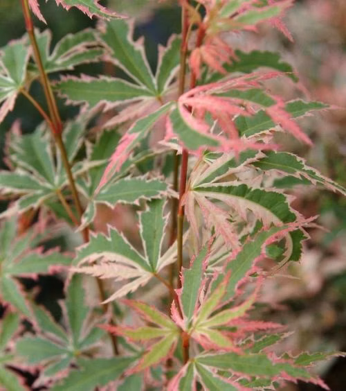 788cc1f28b02b892679e12012fdd6688