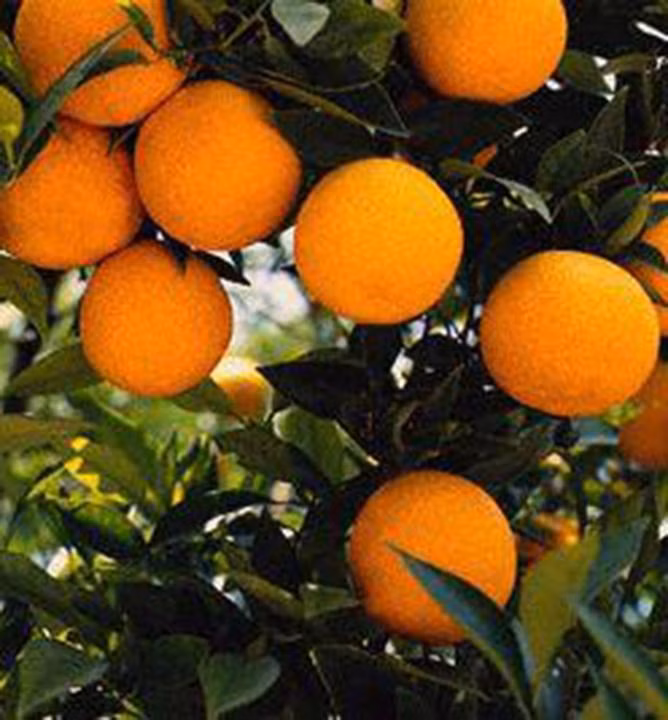 78ae6f2466297b7e49650331cf074c3c