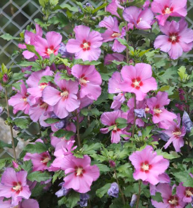 78f0d625c9f2b87c1ba5016ea834bbb7