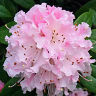 78f6782188bb6082c50172c57d581afb