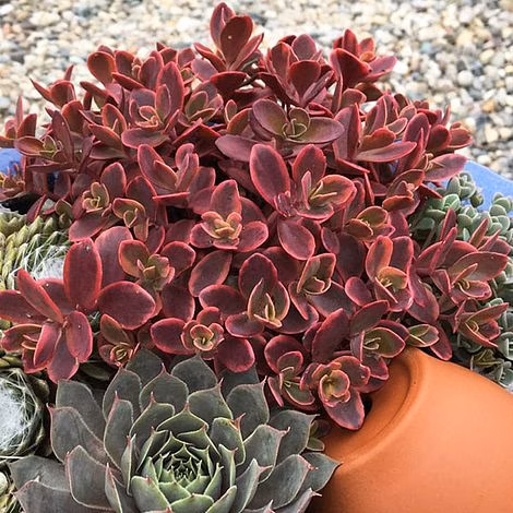 79011f19178ec7829bfa4719dd12d4c2