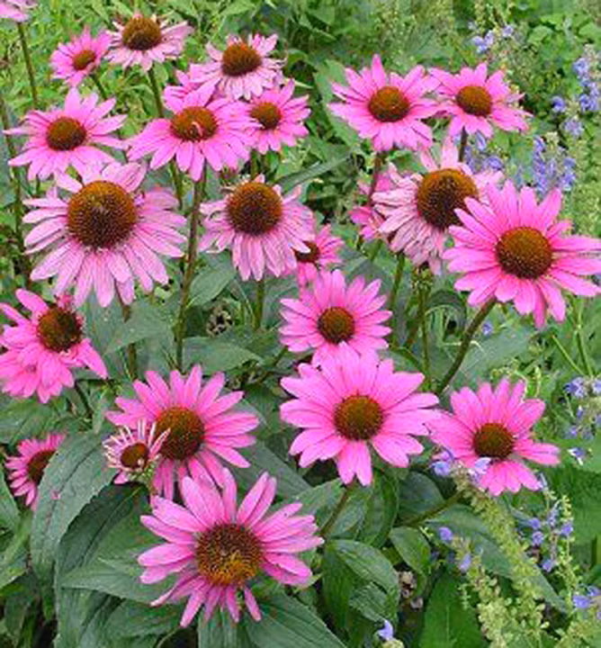 7914e3fc15e66d0c6427a76f5546596d