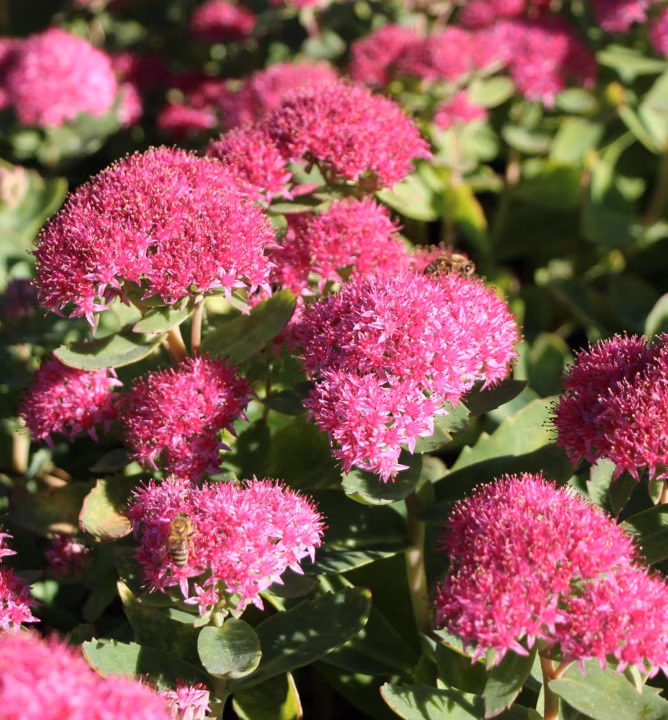 791ddc6aa4d8b3bcf18886fdcd69c445