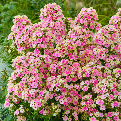 79368edc7cb5886d0e9bd11581967943