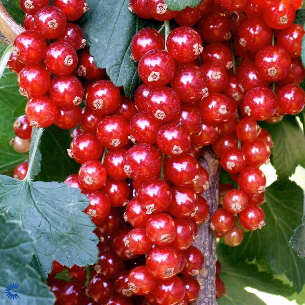 79511105c23c9e2425b7ad506bd1e775