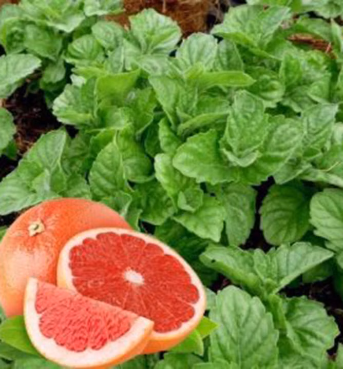 7970e46f059dd61c4a8913d275b4c40e