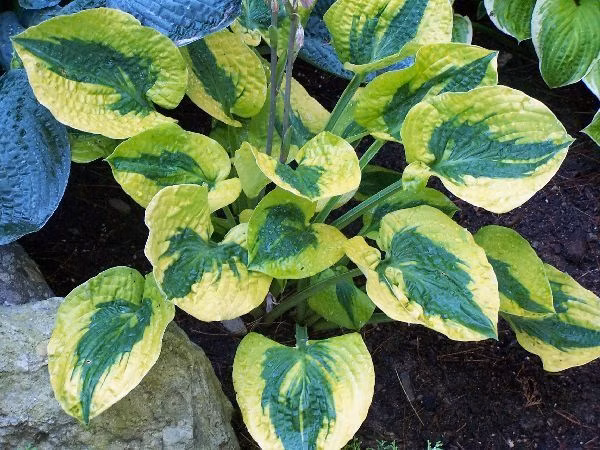 79e15ee90b581600f5e383ede40e0a5f