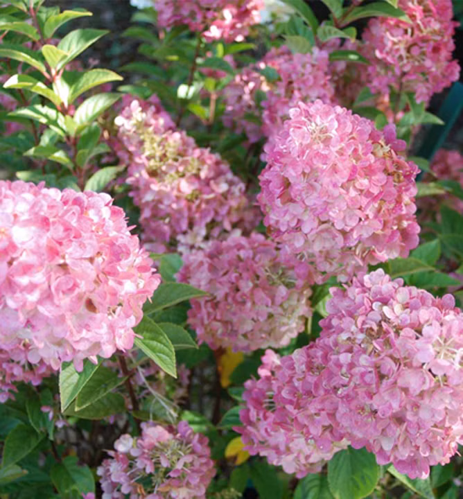 7a3298281e8ef67a89151989d6e8a81a