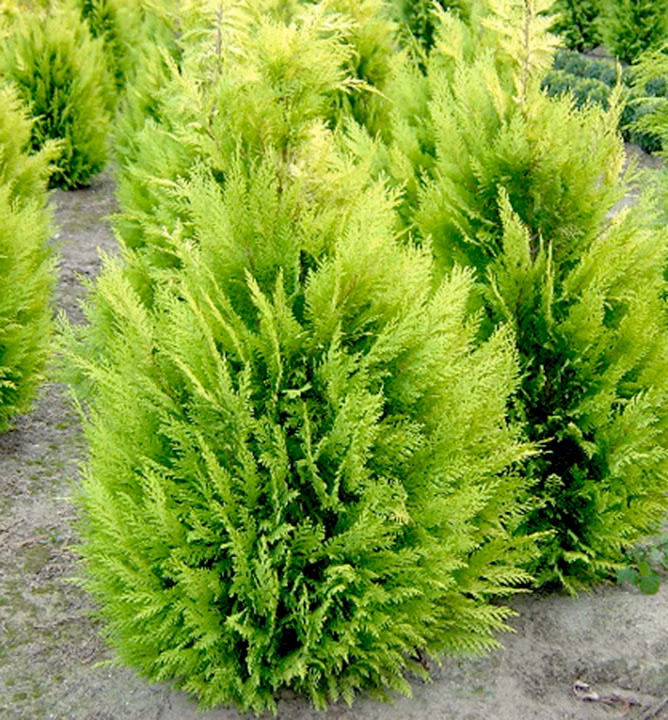 7a5da6afe1cd475909da4b1caa77e35f