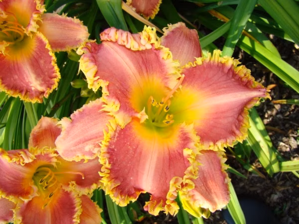 7acf9256aa0879eb1a7e94347e66f885