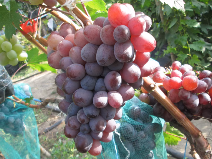 7b098a74c527f4766fece0d6b565ed1a