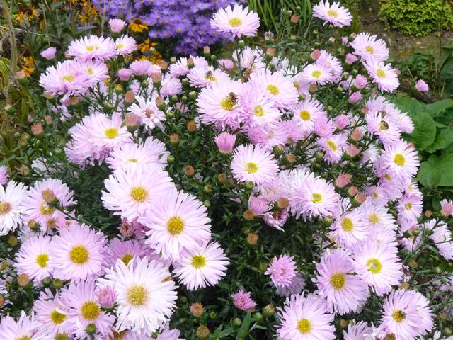 7b37e2f9ba589163ac6499496d6cf3c4