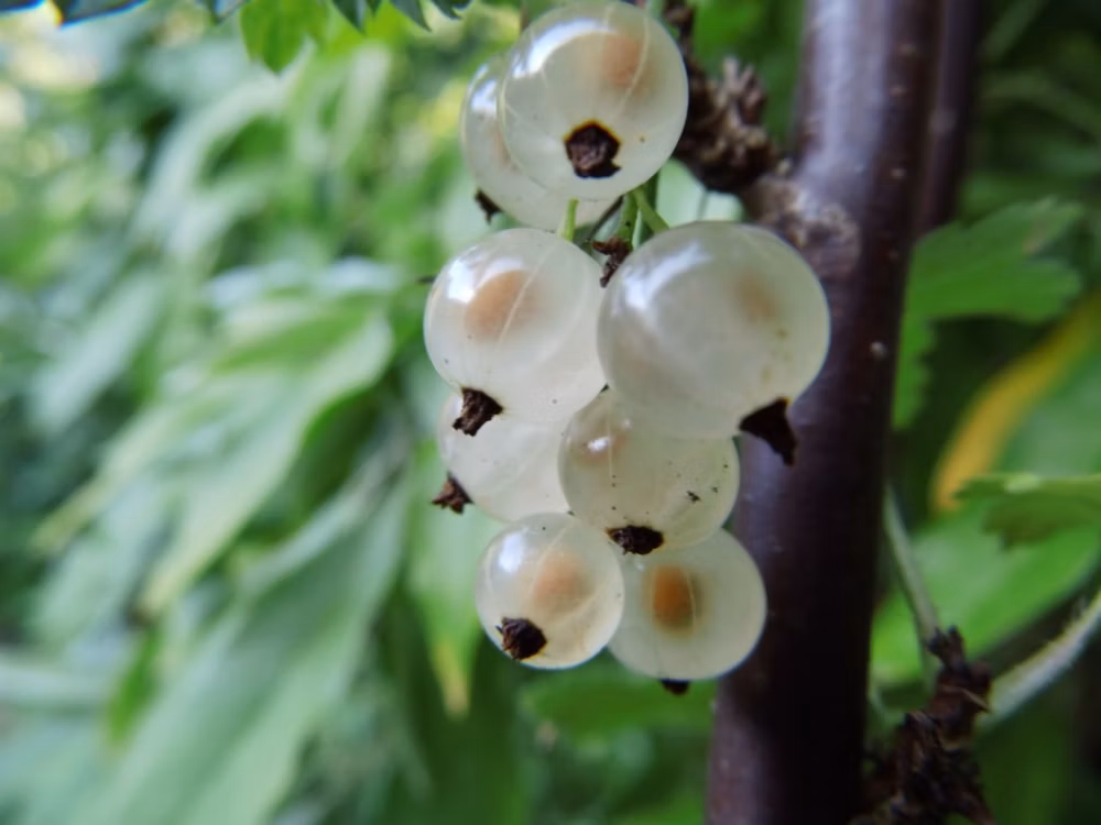 7b44769a31a2145b30808278a32d991b