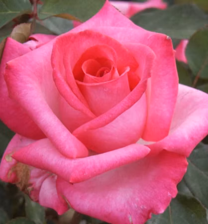 7b7841fe8821e5ff214af1f0da895ee7