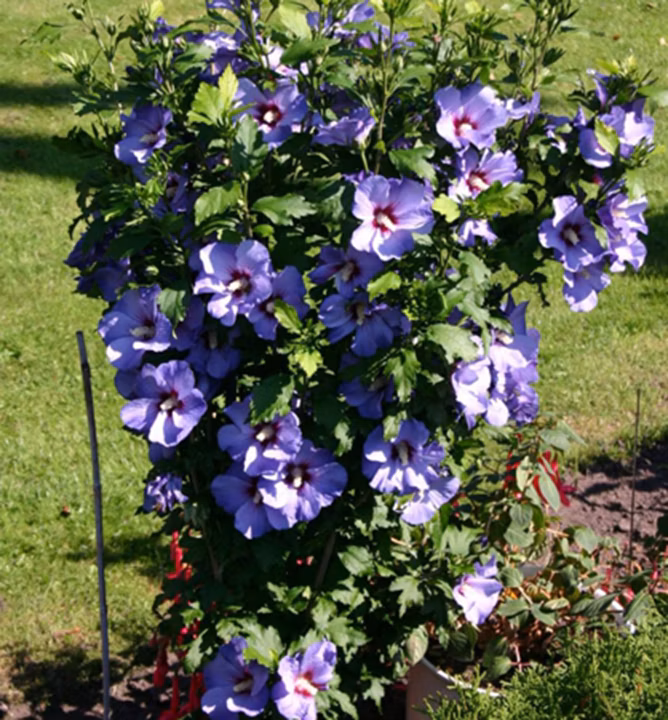 7ba8bab077dbdce088bfa5a3e3367d4d