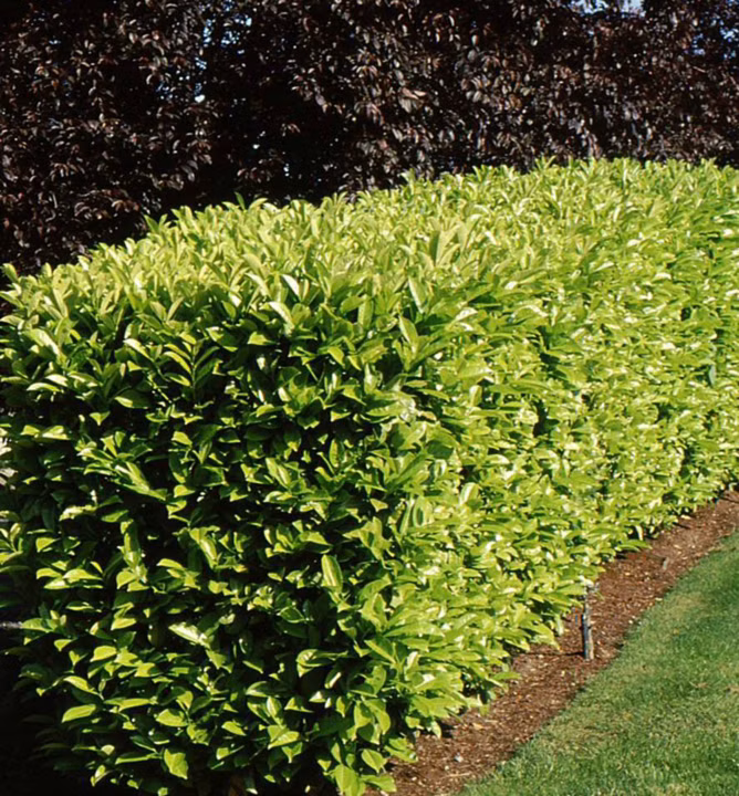 7bba71b882a711ab0d4150b2a79d6f8e