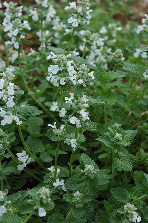 7be778665241cd30fcfcd252cca1a34b