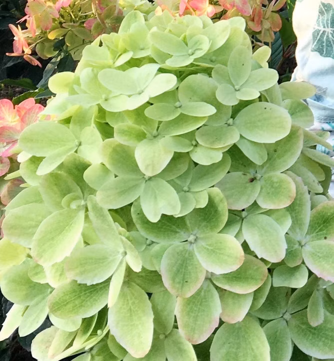 7c2458247d97ace88187e183006177f3