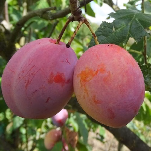 7c71b5f3b8f4b4ba7a5dc2608038401a