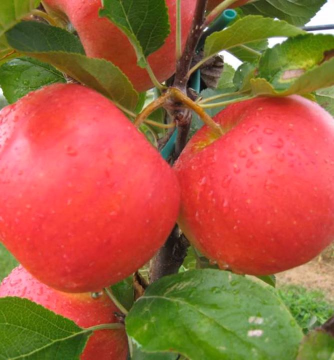 7c94293feba25a20aacc5dee698c997c