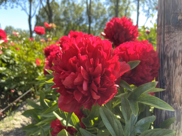 7c9a8a52bac2433c9bd91398fd3f54fd