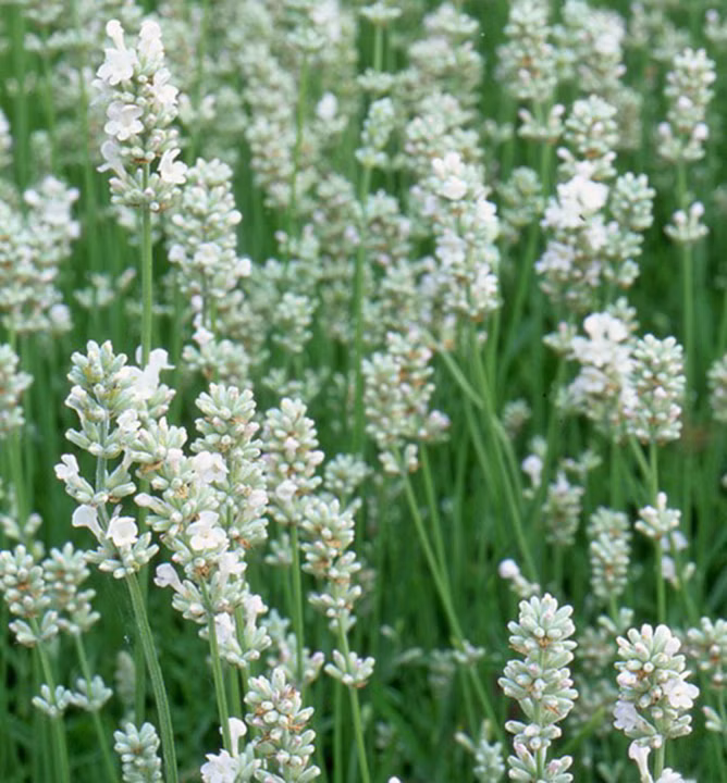 7c9a93d363dae809e3d639a22770c7e7