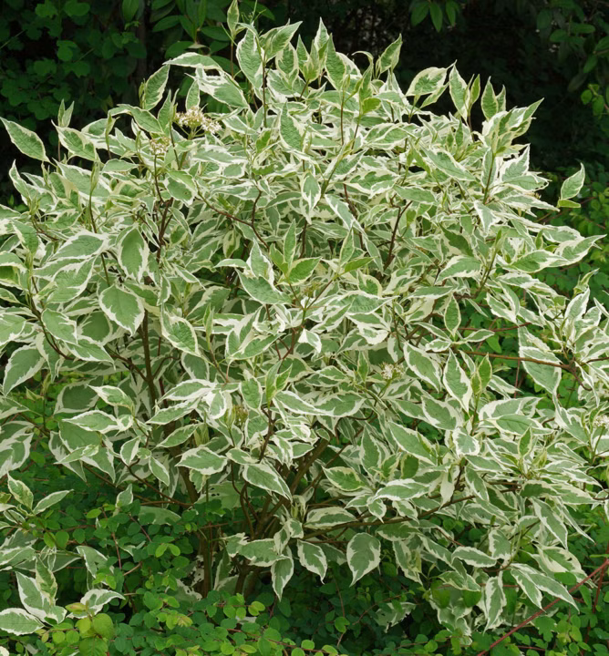 7ca89c5bdcf08b97bf954f34ee4cbcc0