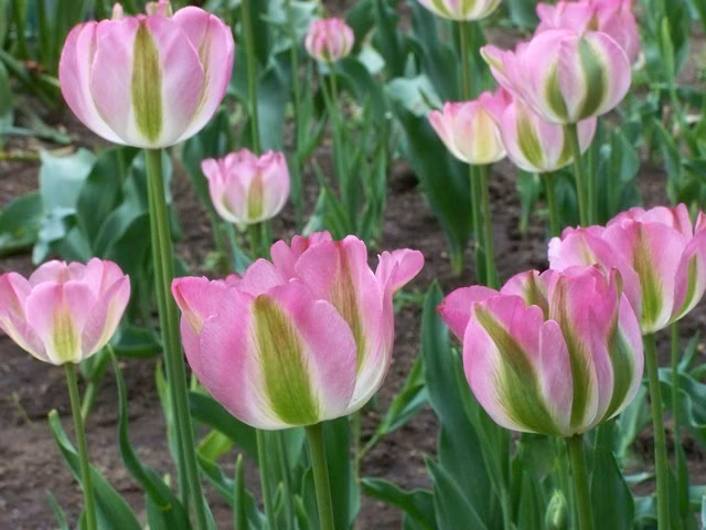 7d955d2a7bd1e45342d5fded17d511bd