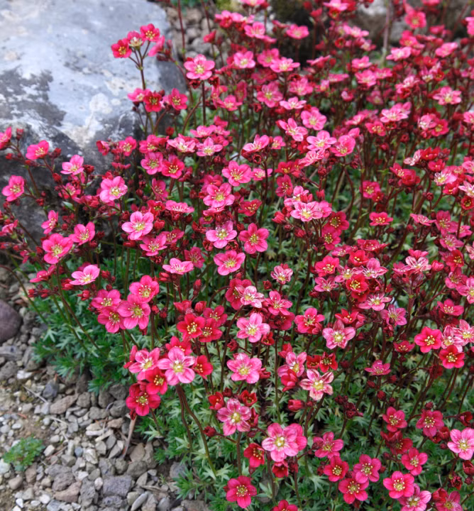 7da50affff714ba59fd5bdbad0689516