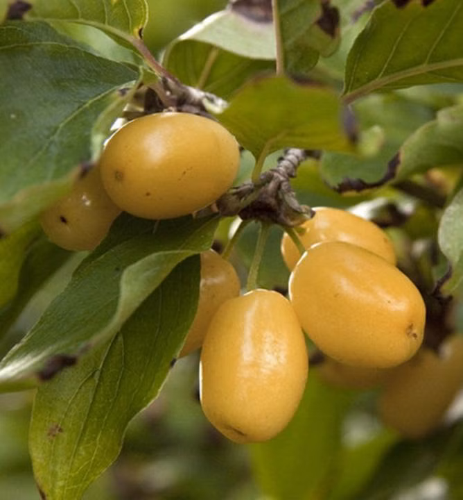 7df39c01a2ac7aee1e3e7fde5c4cb92e