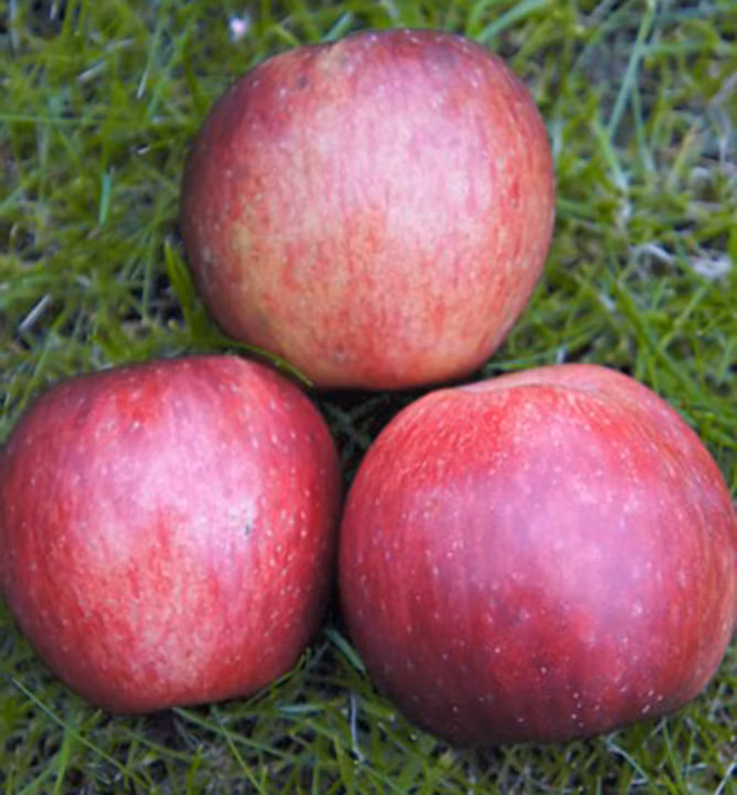 7e02bc1db42ac52caab6cc0e8741a62b