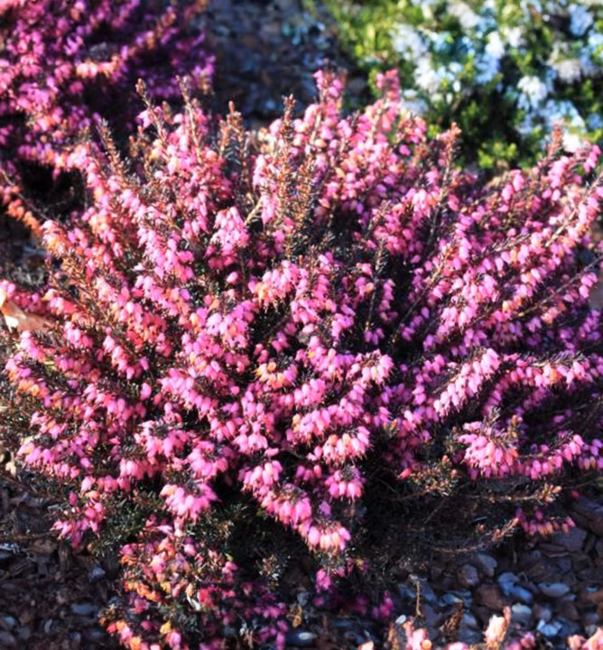 7e4f1a4944d8ddeb5a1aee4abb1cc2c3