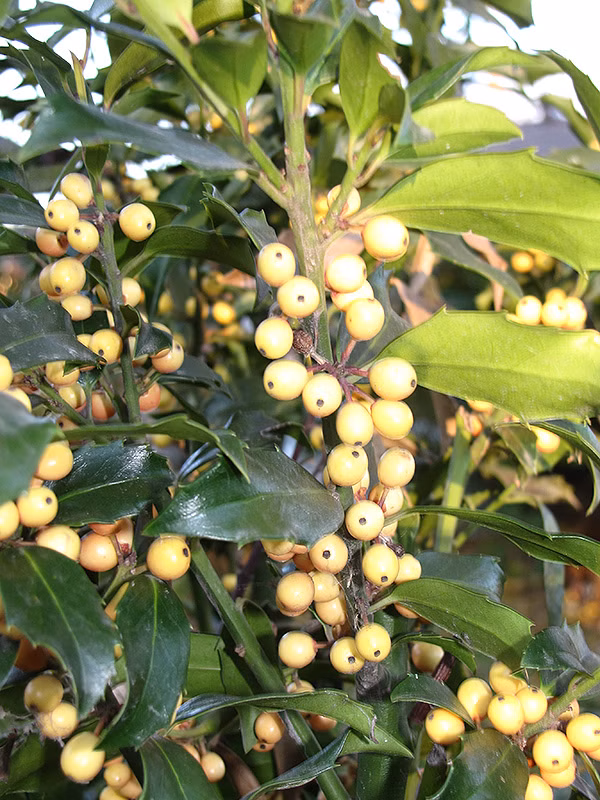 7e928dfd17e40ca2c18b08a00c108edf