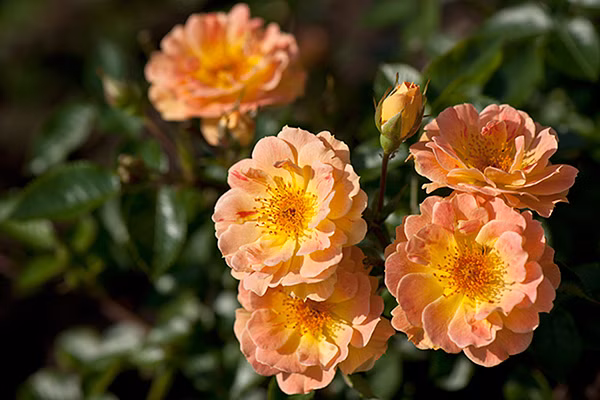 7e9ceaff3dc6c75611dcd9ff2f5fbf7d