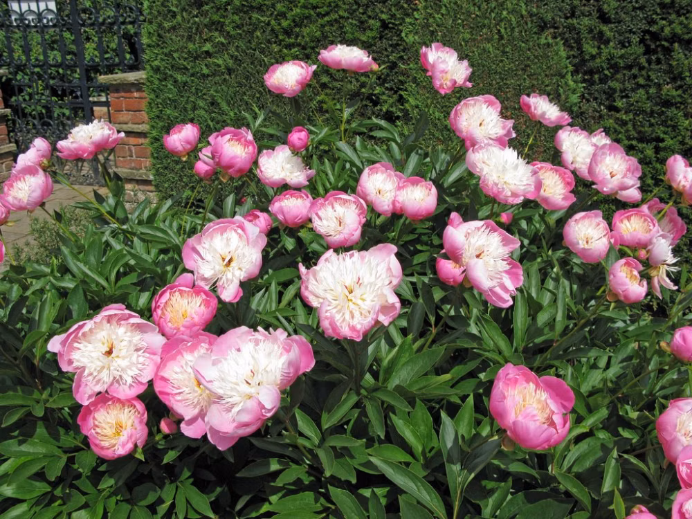 7eeccae8f1f9b9479a330474e2f964bb