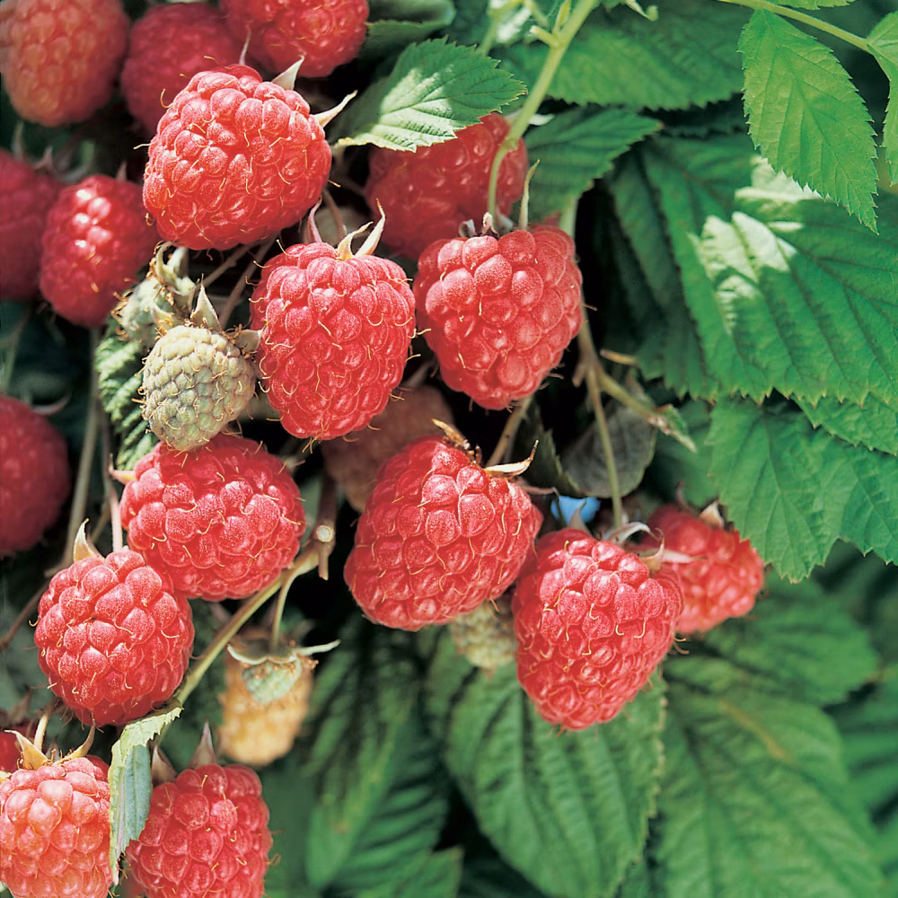 7f3df622a8eba9a28480de06e552babe