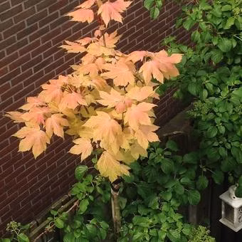 7f5d4adb6e58358040f32bf607d9337d