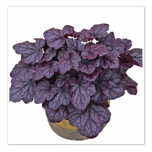 7f8ecf632cd60bc012e4c7aec32a9da0