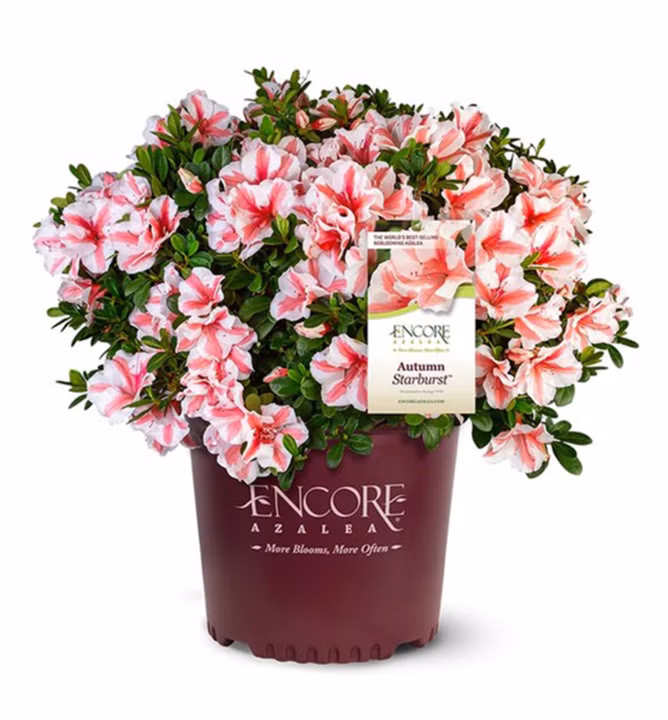 7fb414281f577c5819f3dd46f79eb2e2