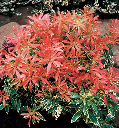 7ffcaf098c428803150bcfe46803d5d7